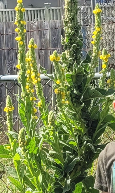 Mullein Leaf