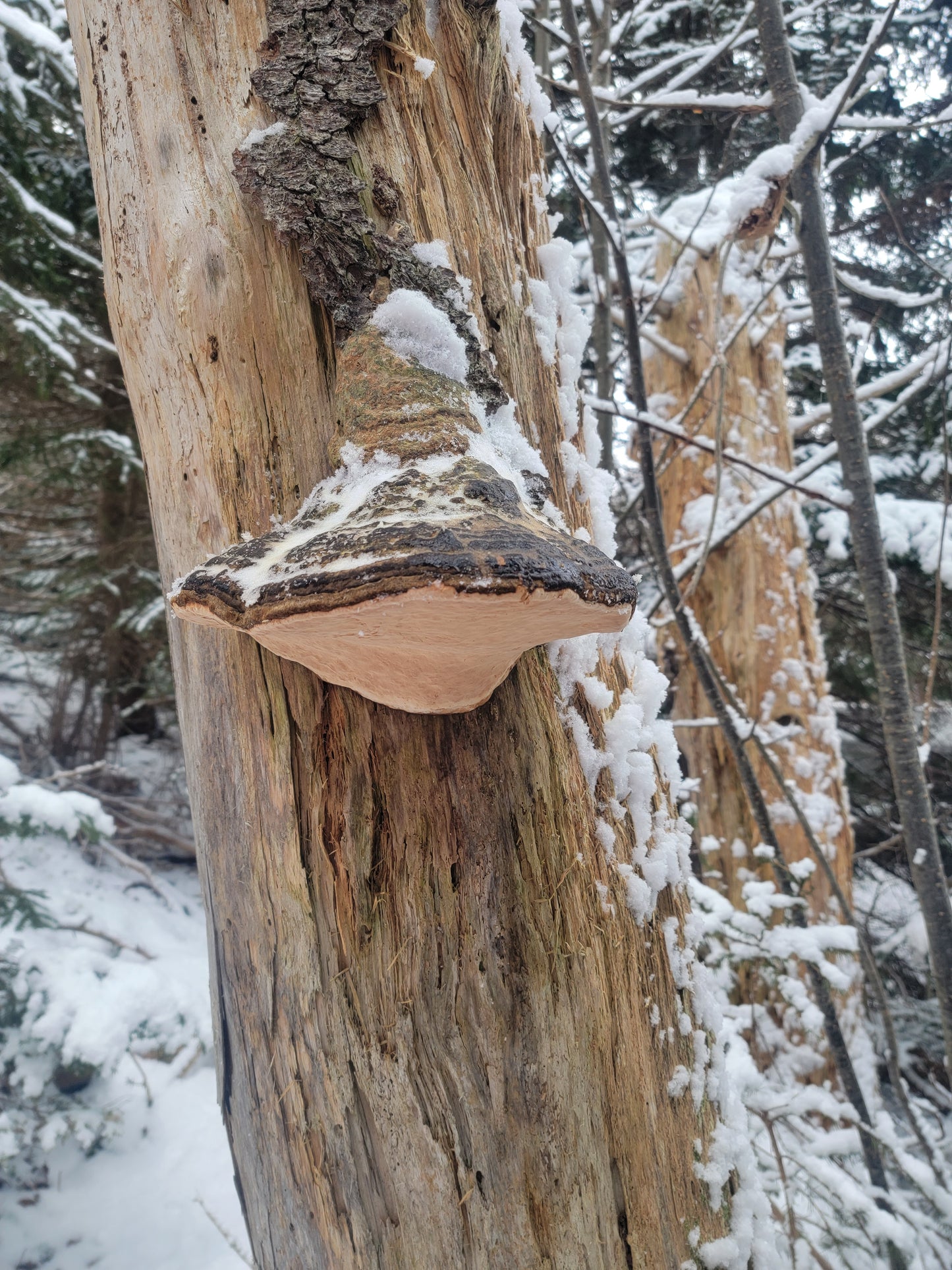 Foraged 4 Mushroom Capsules