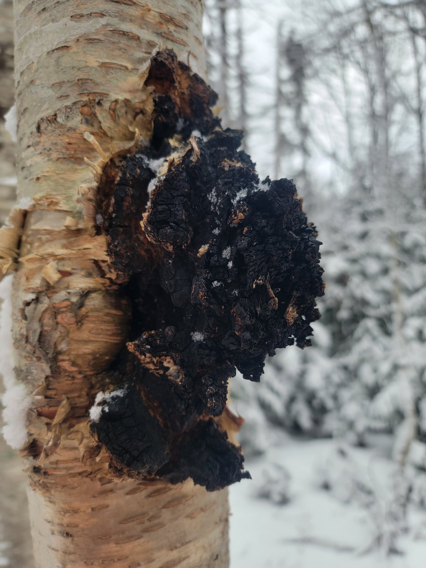 Chaga