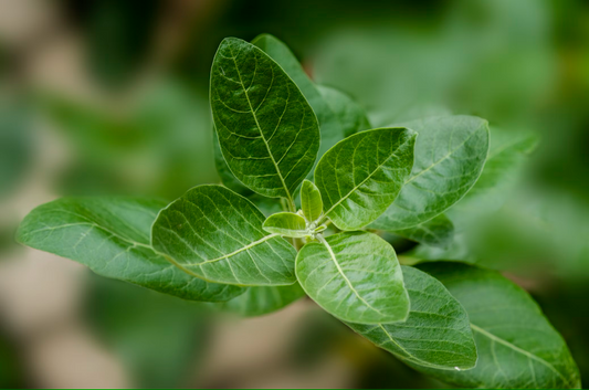 Ashwagandha root