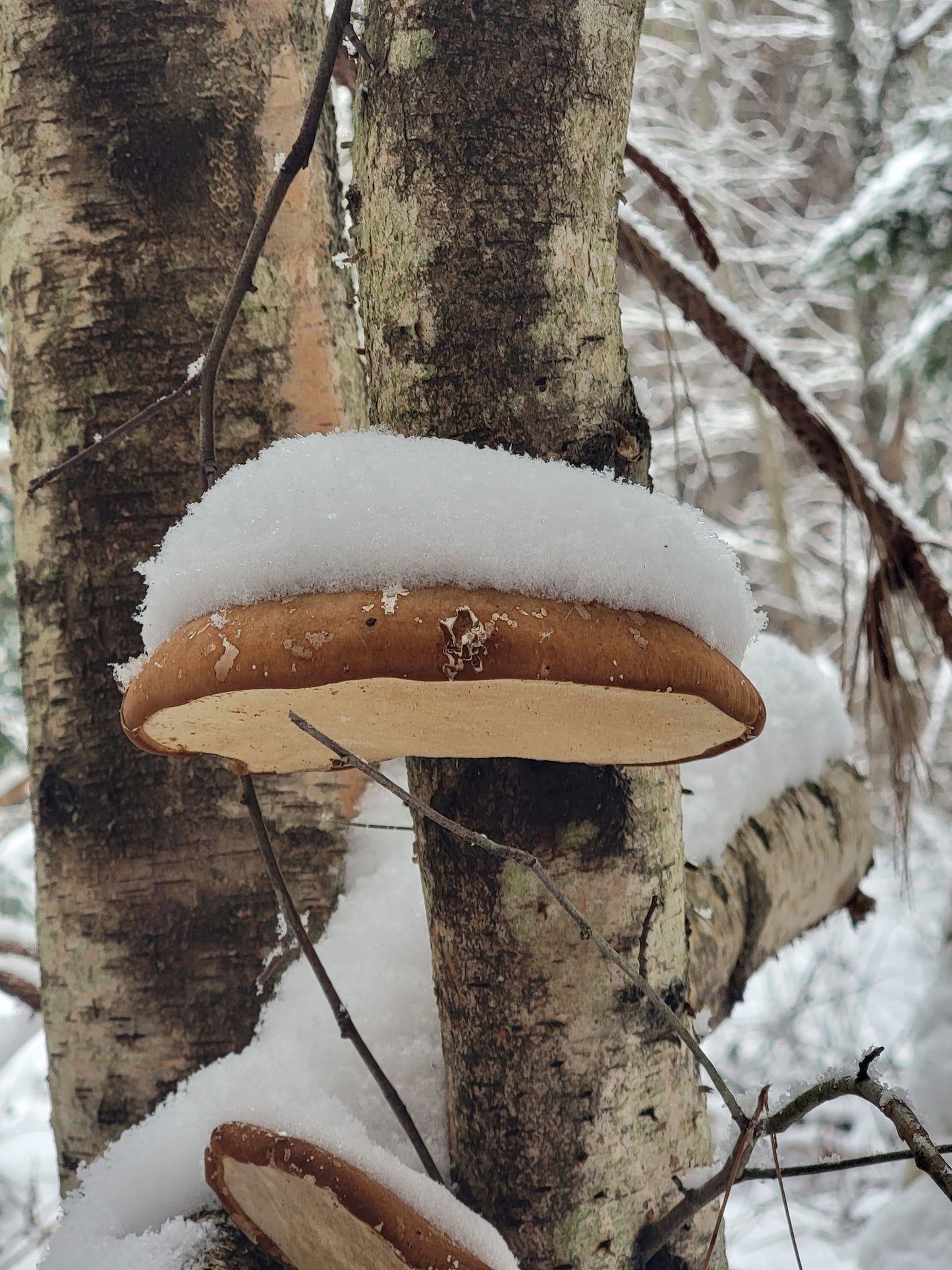 Foraged 4 Mushroom Capsules