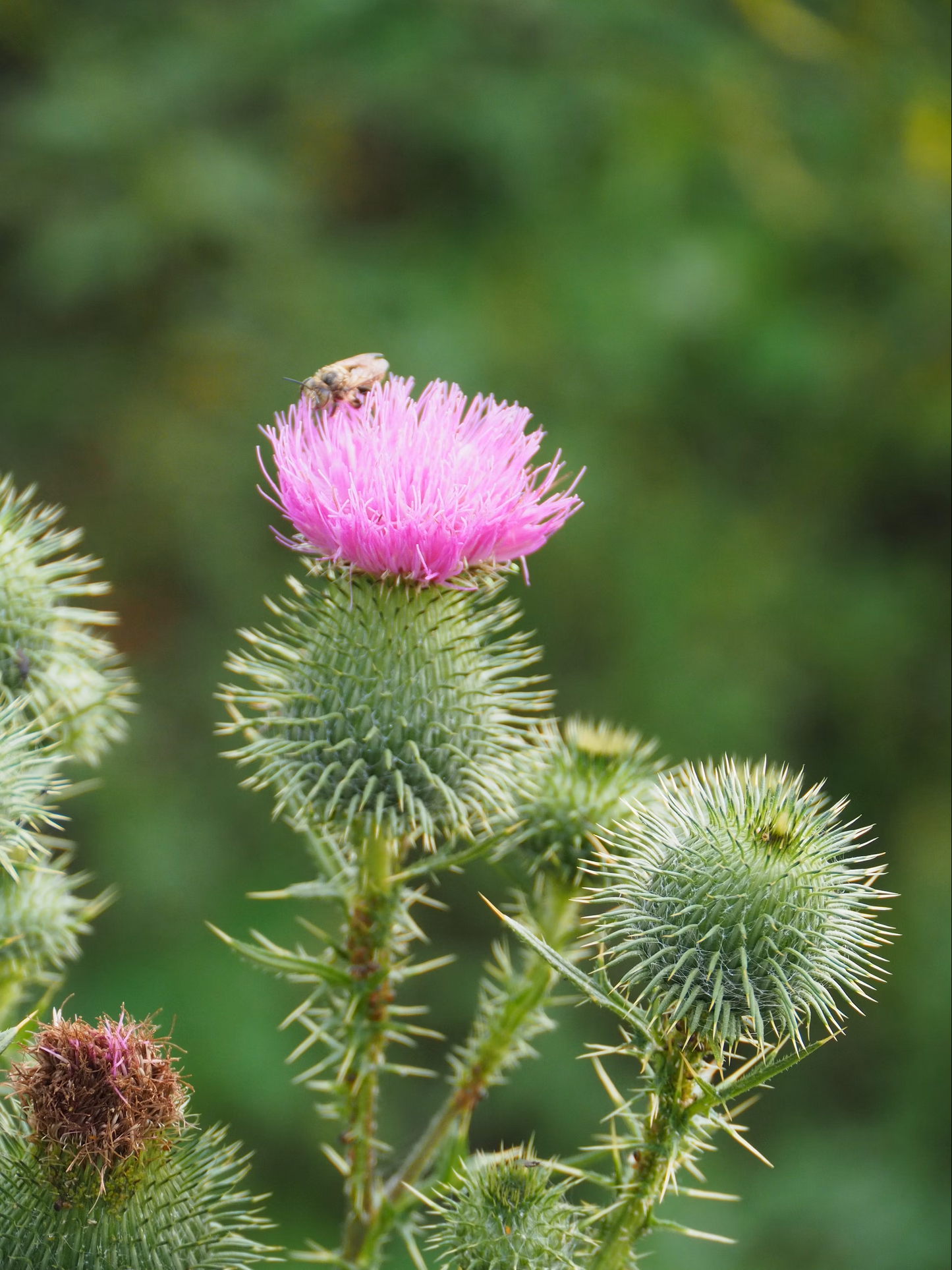 Burdock Root