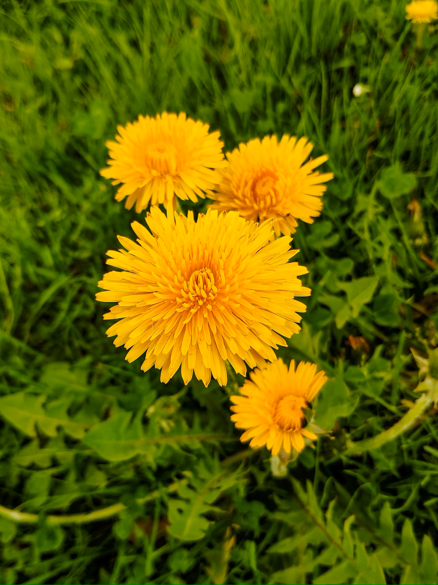 Dandelion Root