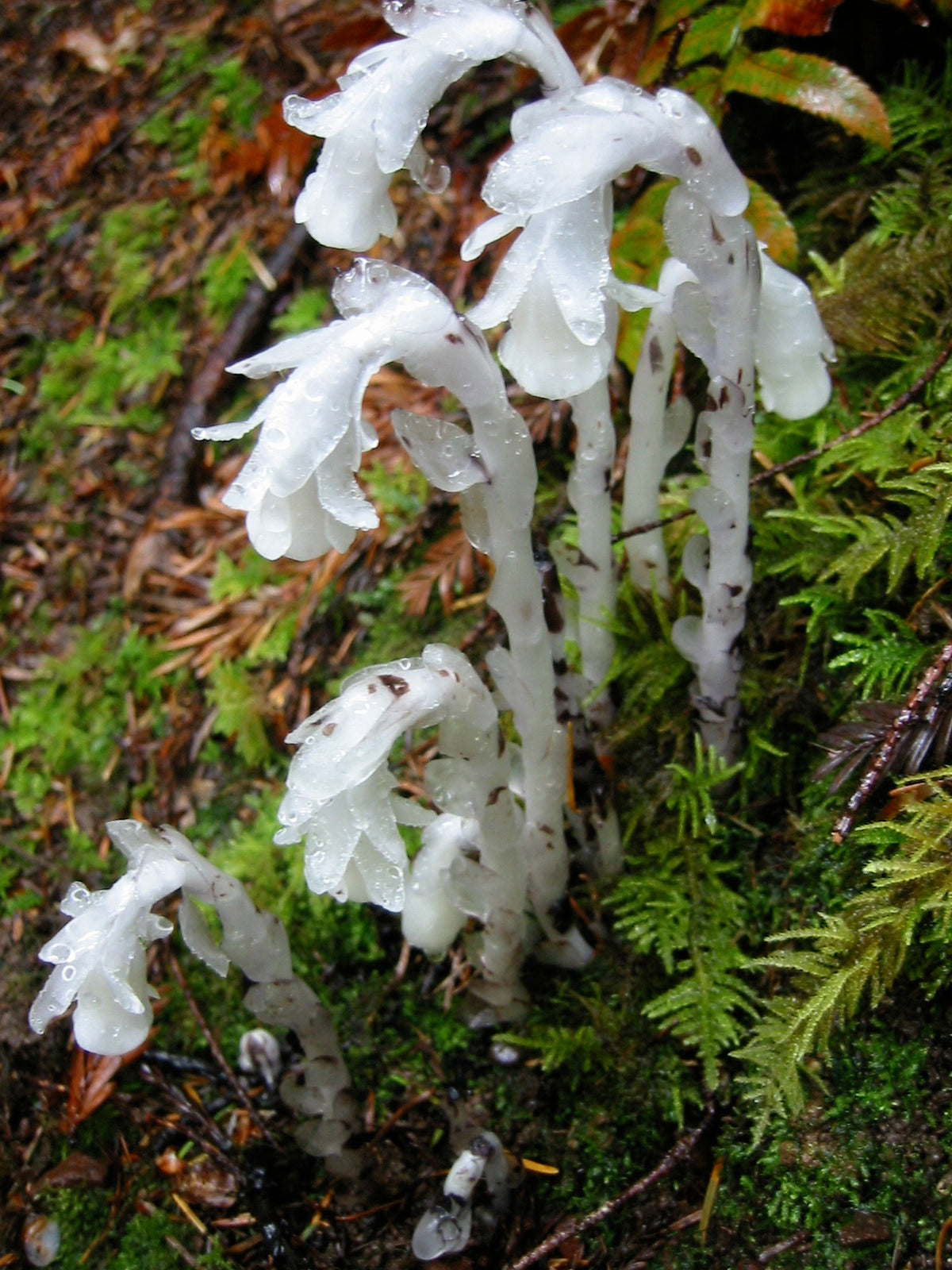 Ghost Pipe