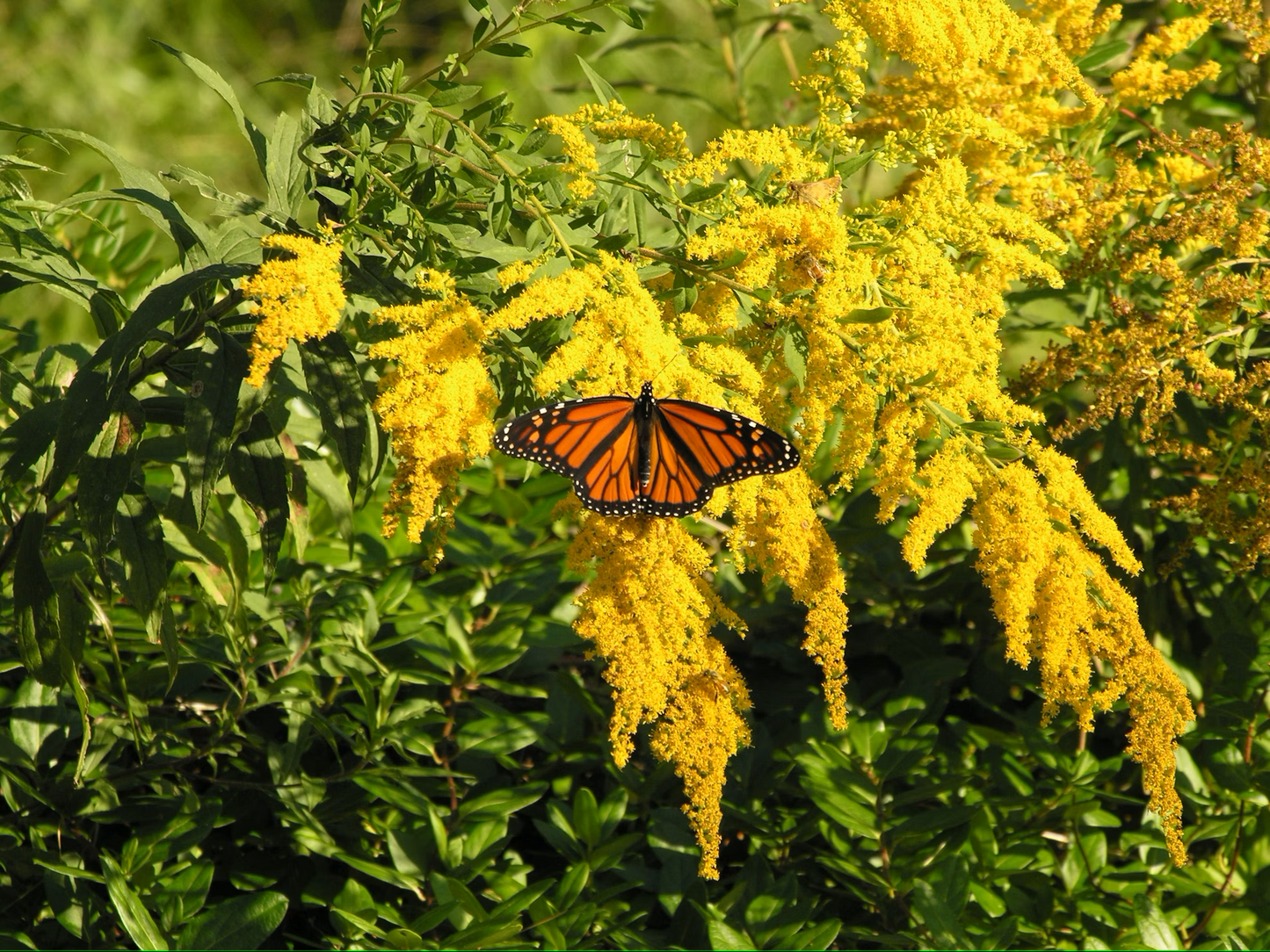 Goldenrod