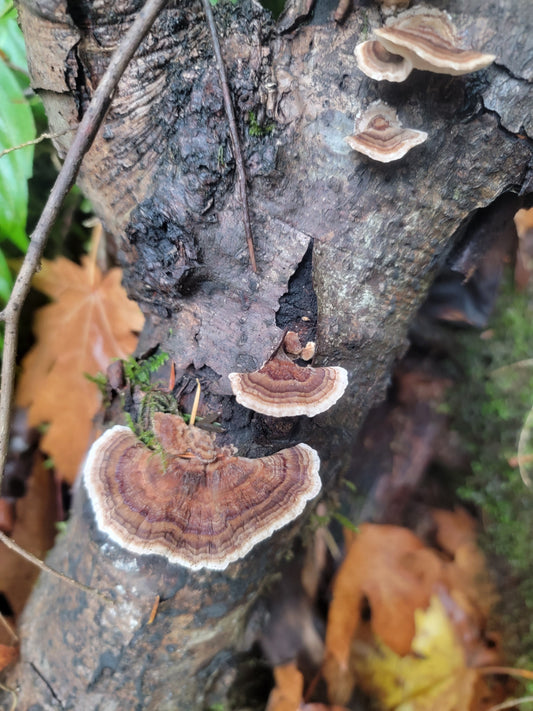 Turkey Tail