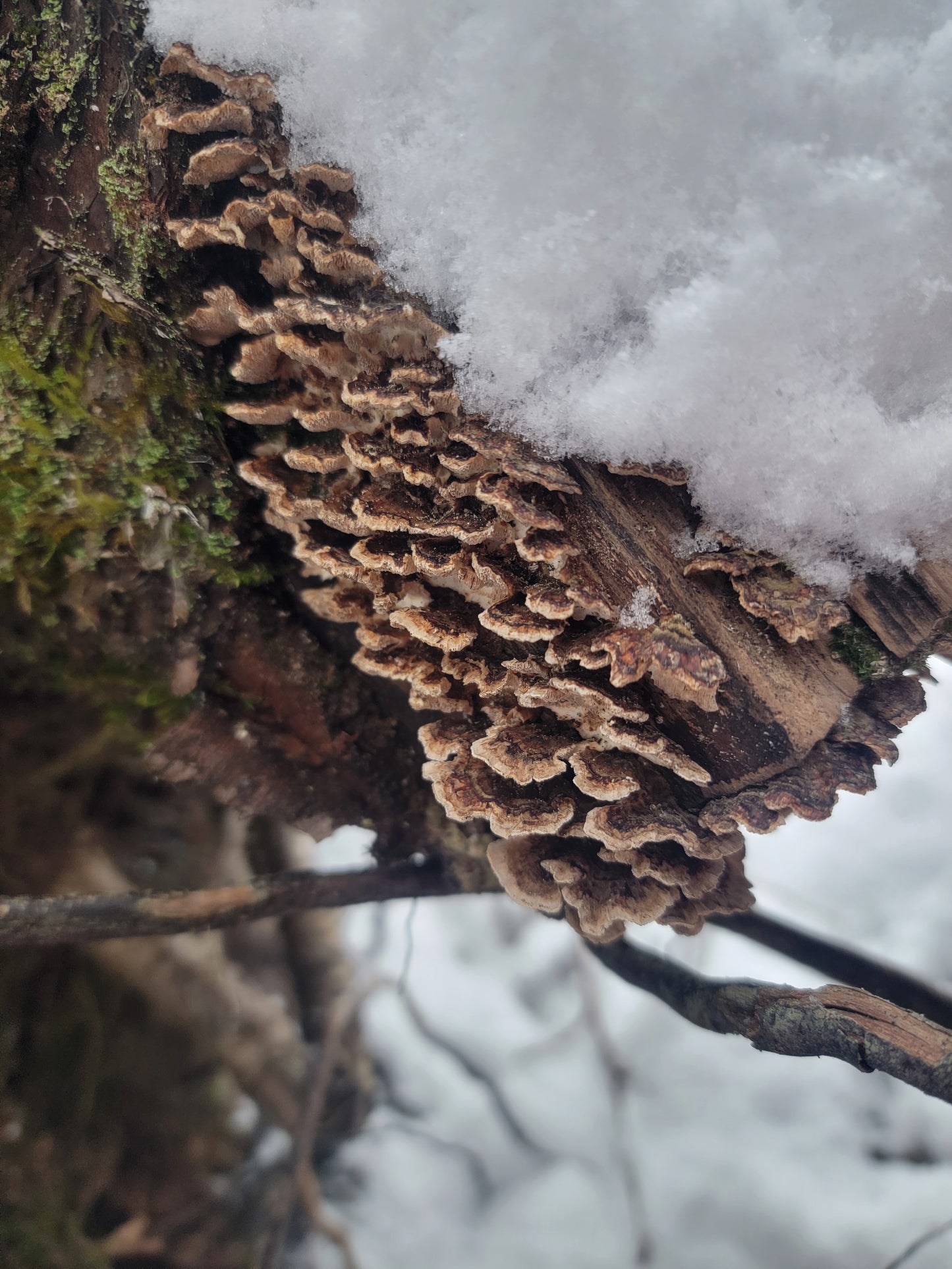 Turkey Tail