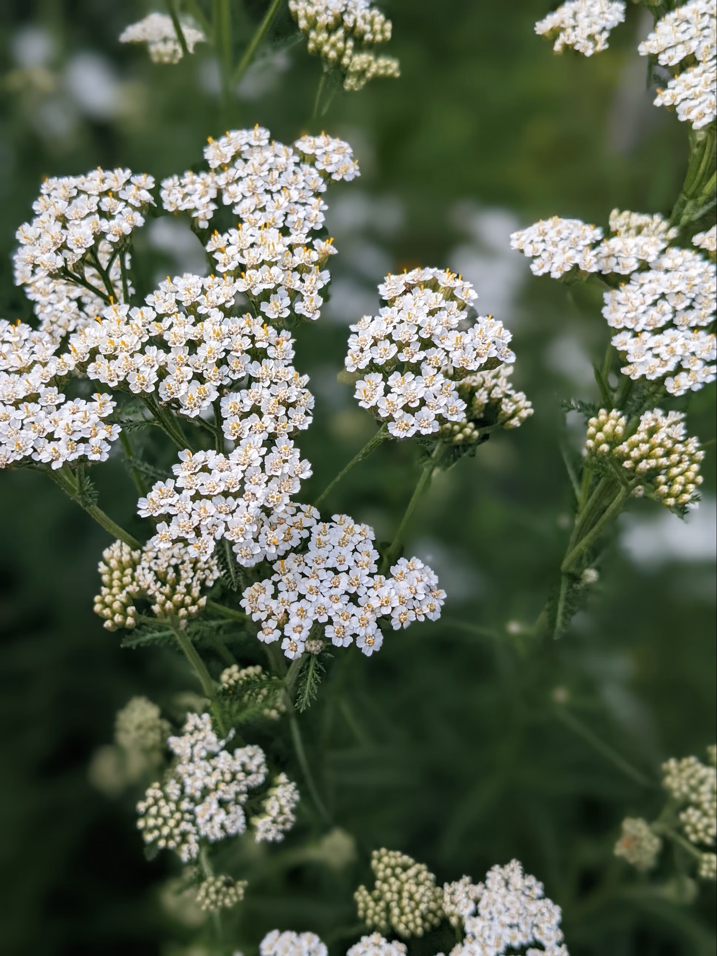 Yarrow